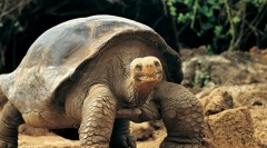 Jaká zvířata mohou dělat nejdelší bez jídla?